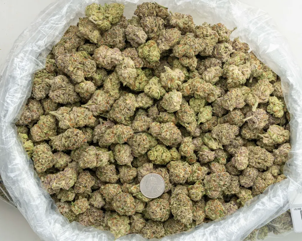 Blueberry Blast Indoor -BAG- 072125 20250718MHPCC.webp
