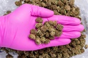 Cookies Smalls CBD- Glove.webp