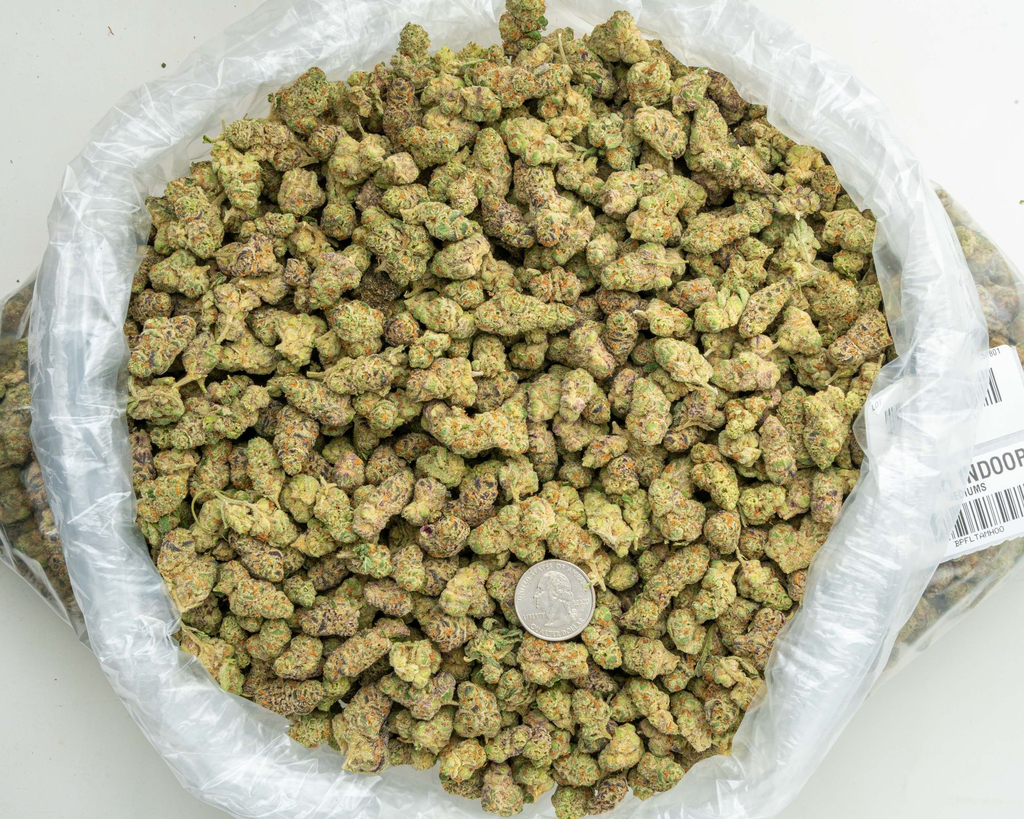 Hooch Indoor Mediums -BAG- 080125 20250731TVGBM.webp