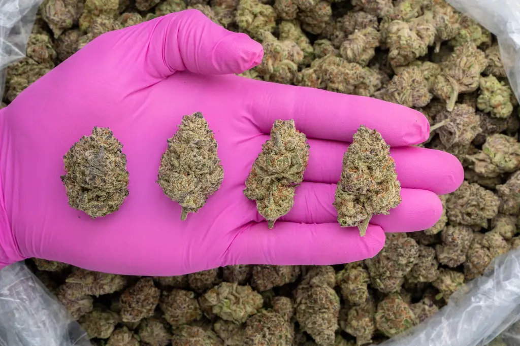 Blueberry Blast Indoor -PINK- 072125 20250718MHPCC.webp