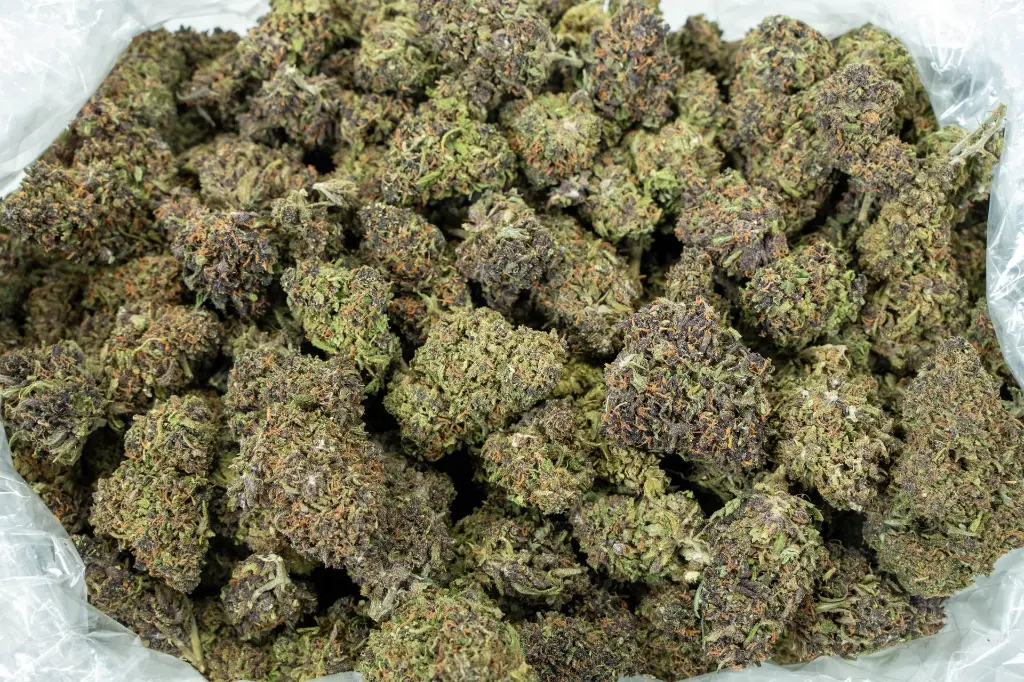 Pink Panther CBD.webp