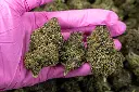 Pink Panther CBD Gloves.webp
