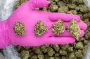 Banaconda Indoor -PINK- 071825 20250718MHMBG.webp
