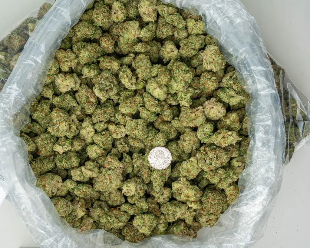 Banaconda Indoor -BAG- 071825 20250718MHMBG.webp