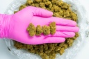 Diesel Glovepic.webp