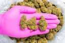 Royal OG gloves.webp