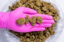 Sour Chem (CBD) Glovepic.webp