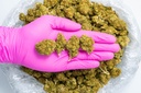 Sour Chem (CBD) Glovepic.webp