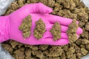 Coco-Lato Indoor  -PINK- 062625 20250625FHTSS.webp