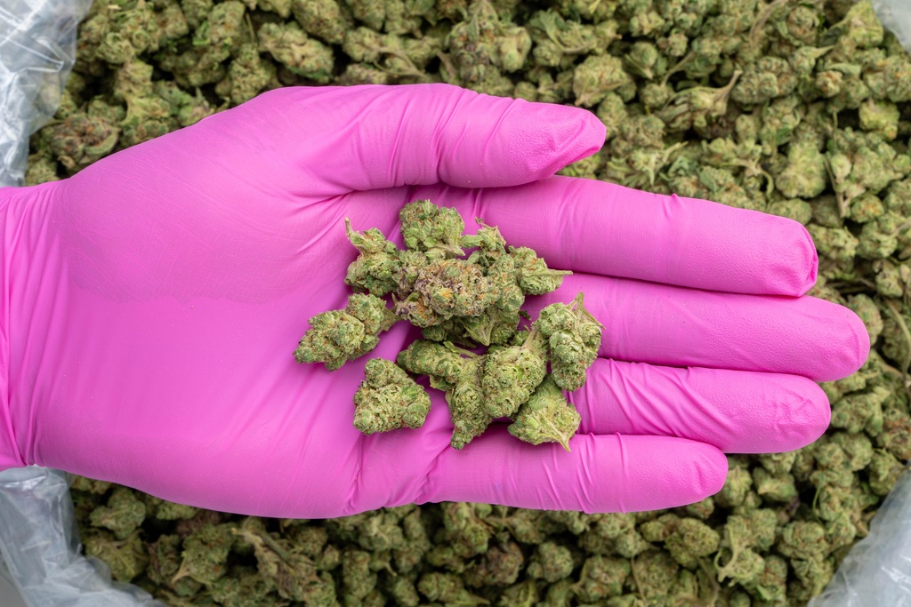 Lemon Cherry Gelato Indoor Smalls -PINK- 071825 20250718MHLCS.webp