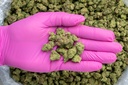 Lemon Cherry Gelato Indoor Smalls -PINK- 071825 20250718MHLCS.webp