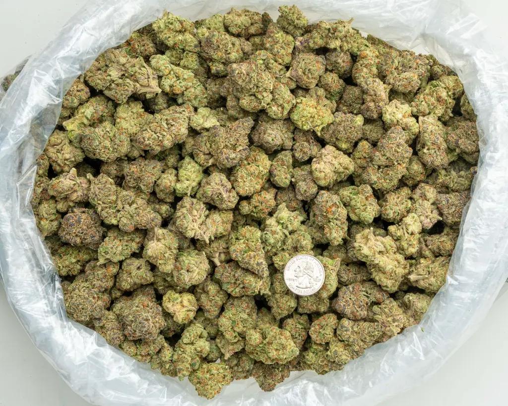 Drippin' Ain't Easy Indoor -BAG- 081125 20250807MHLCP.webp