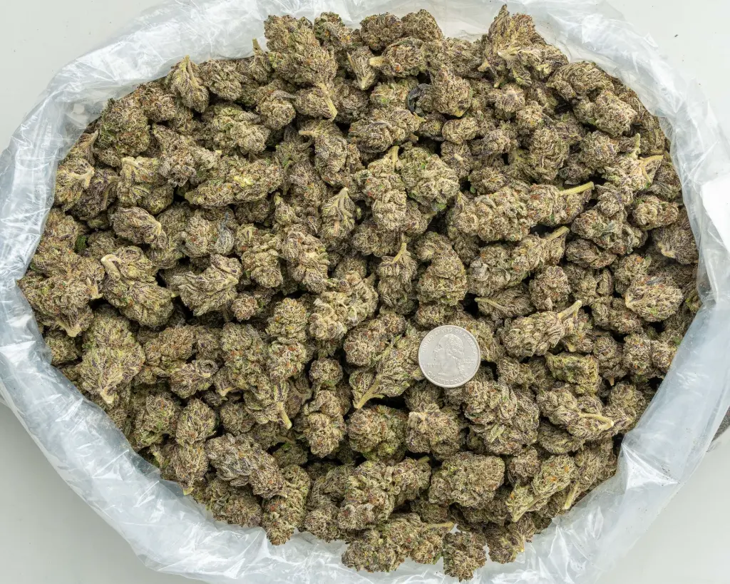 Hood Candy Indoor -BAG- 081125 20250806RBKPT.webp