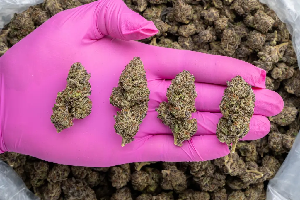 Hood Candy Indoor -PINK- 081125 20250806RBKPT.webp