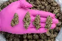 Hood Candy Indoor -PINK- 081125 20250806RBKPT.webp