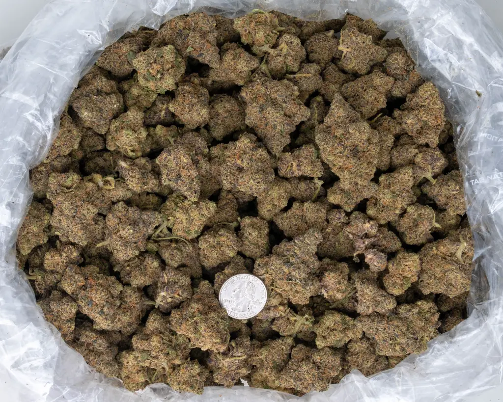 Demon King -BAG- 20250707.webp