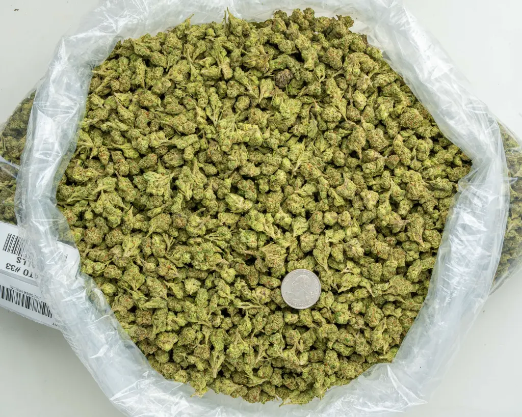 Gelato #33 Smalls -BAG- 081125 20250807RBG3S.webp