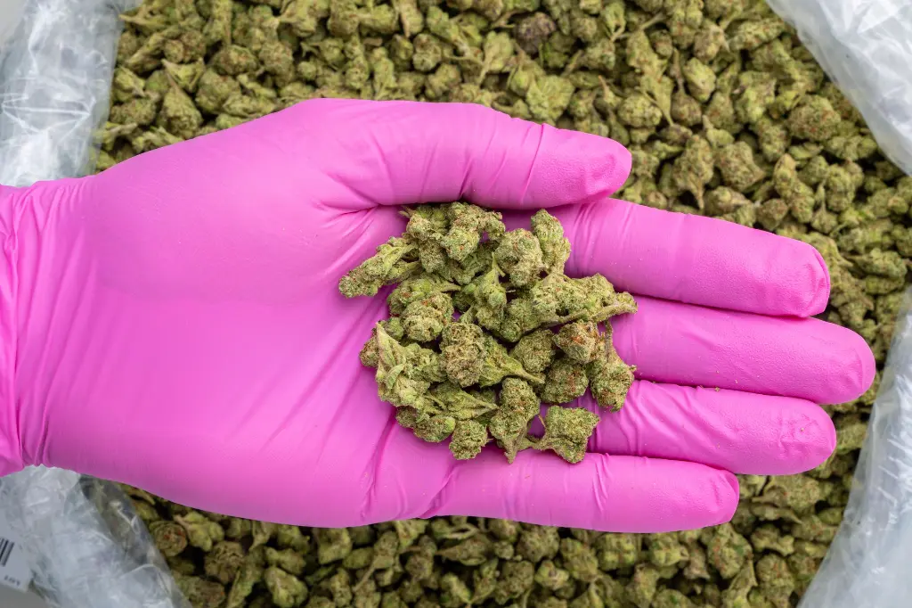 Gelato #33 Smalls -PINK- 081125 20250807RBG3S.webp