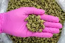 Gelato #33 Smalls -PINK- 081125 20250807RBG3S.webp