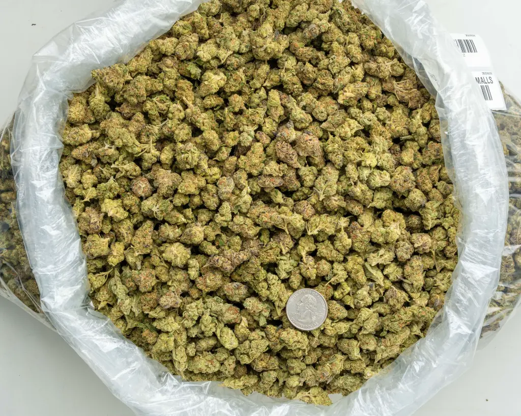 Ghost Train Haze Smalls -BAG- 081125 20250806FHGRZ.webp