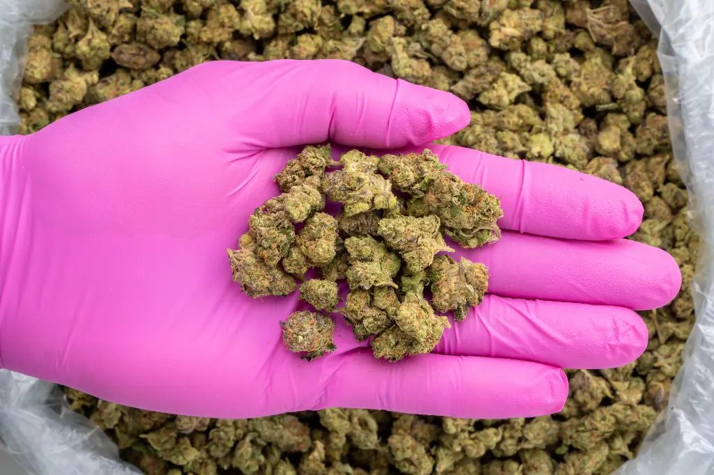 Ghost Train Haze Smalls -PINK- 081125 20250806FHGRZ.webp