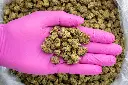 Ghost Train Haze Smalls -PINK- 081125 20250806FHGRZ.webp