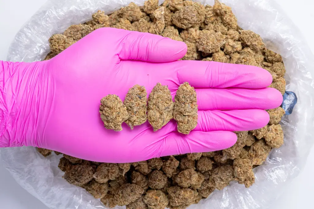 Habibi Indoor CBD-Glove 7-25-25.webp