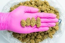 Habibi Indoor CBD-Glove 7-25-25.webp
