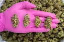 Lemon Cherry Gelato Indoor -PINK- 081125 20250807MHLCG.webp