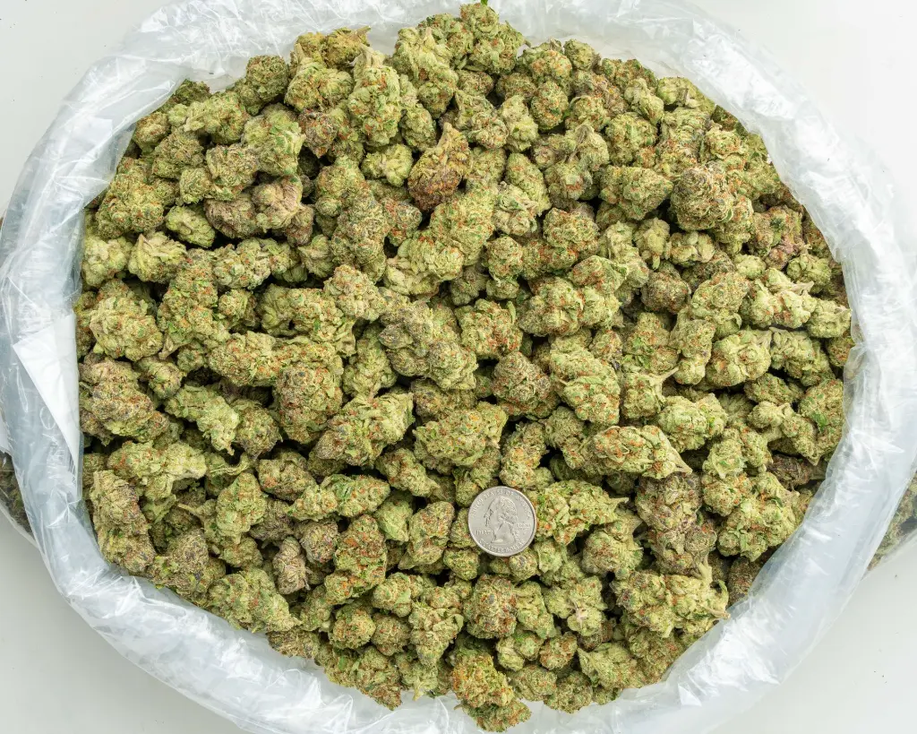 Lemon Cherry Gelato Indoor -BAG- 081125 20250807MHLCG.webp