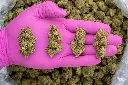 Clementine -PINK- 072825 20250725ACCCK.webp