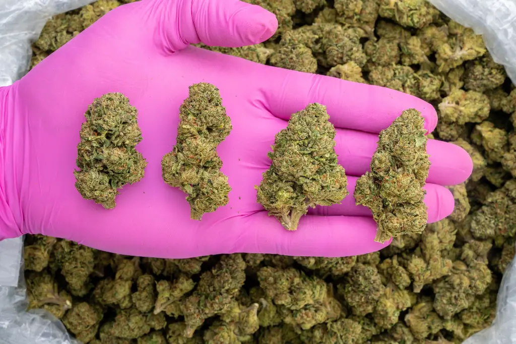 Green Crack -PINK- 072825 20250725ACHED.webp