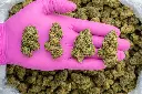 Green Crack -PINK- 072825 20250725ACHED.webp