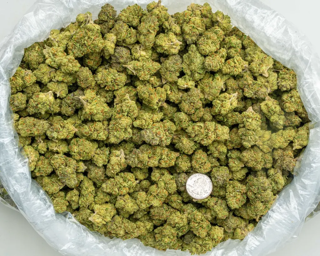 Sherbet -BAG- 072825 20250725ACPGS.webp