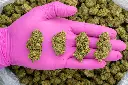 Sherbet -PINK- 072825 20250725ACPGS.webp