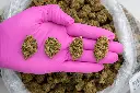 Sweet Melon -PINK- 072125 20250718THSWM.webp