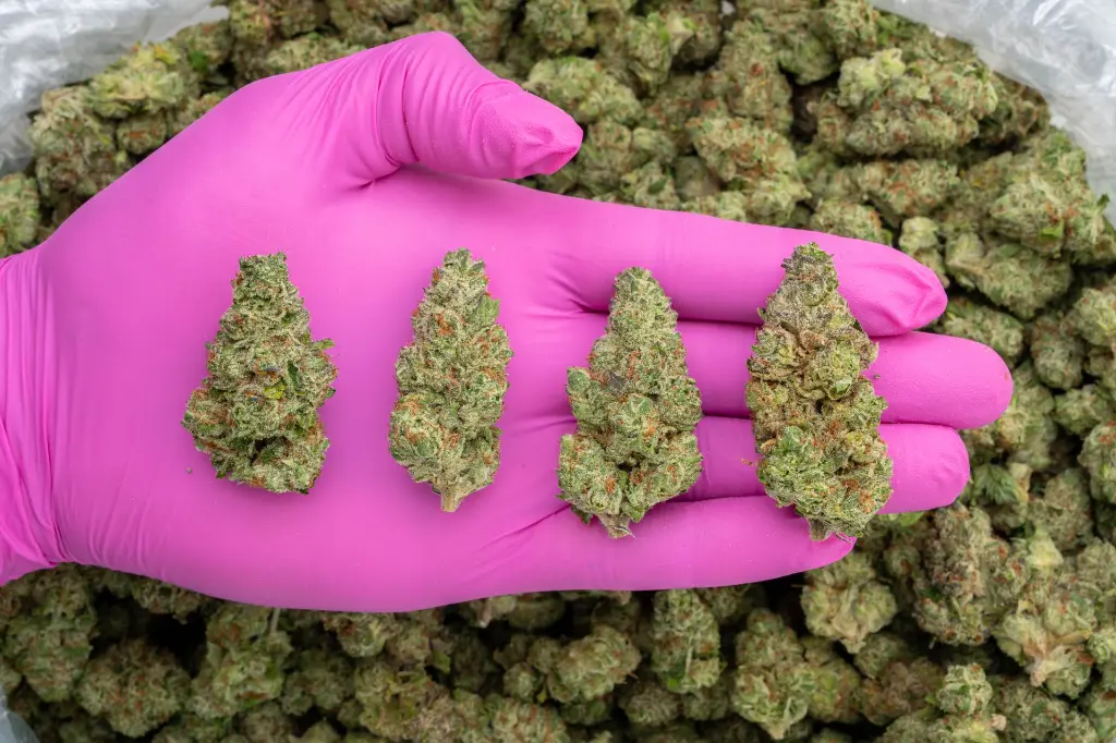 Gas Mints Indoor -PINK- 071825 20250718MHMCP.webp