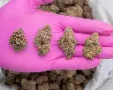 Glitter Bomb Indoor -PINK- 071525 20250715WAGTB.webp