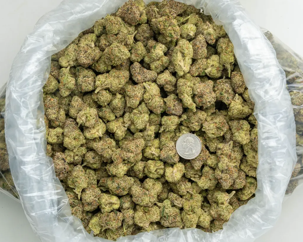 Gummiez Indoor -BAG- 081525.webp