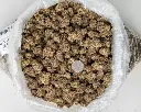 Glitter Bomb Indoor -BAG- 071525 20250715WAGTB.webp