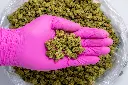 Tuscan Gelato Smalls-PINK- 8-20-25.webp