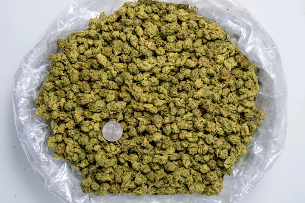 Sweet Island Skunk Smalls-BAG- 8-20-25.webp