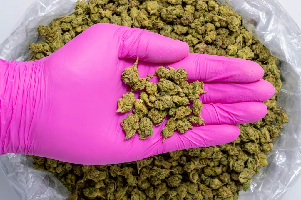 Sweet Island Skunk Smalls-PINK- 8-20-25.webp