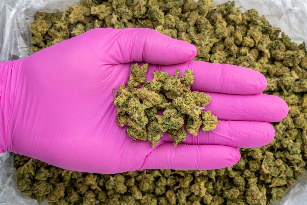 Green Crack Smalls- PINK- 8-20-25.webp