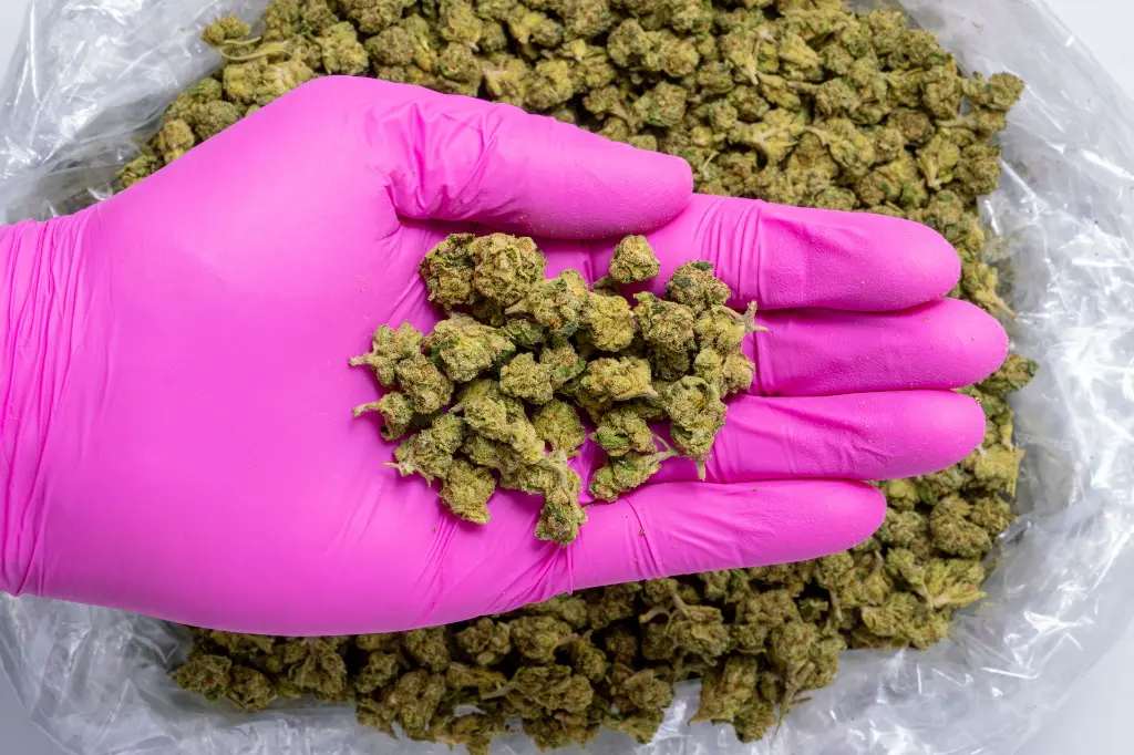 Green Crack Smalls- PINK- 8-20-25.webp