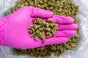 Green Crack Smalls- PINK- 8-20-25.webp