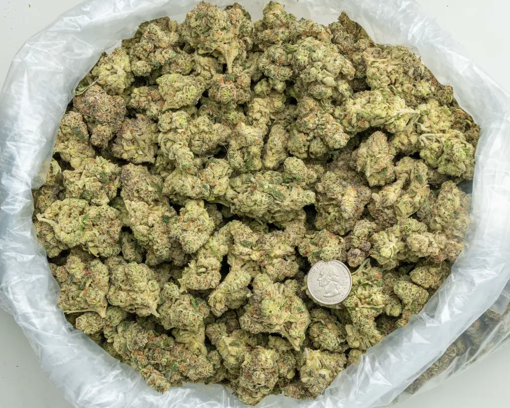 LA Pop Rocks Indoor -BAG- 072825 20250725FVLAP.webp