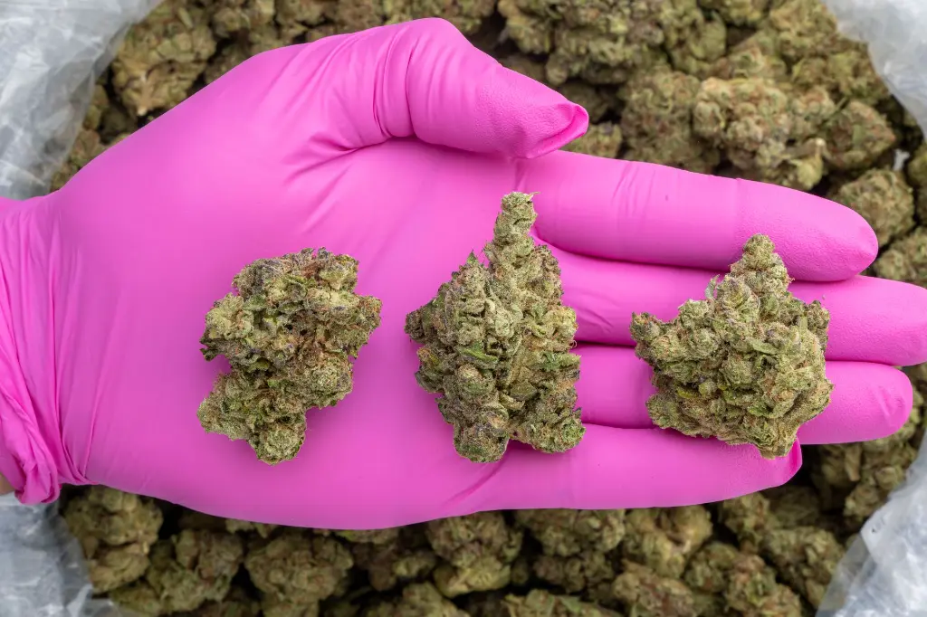 Purple Champagne -PINK- 081825 20250818FHGMZ.webp