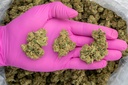 LA Pop Rocks Indoor -PINK- 072825 20250725FVLAP.webp