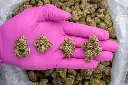 Doses N Mimosas Indoor-PINK- 081525.webp
